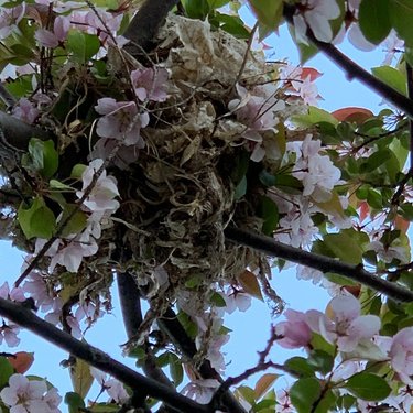 Robin's nest woven with crabapple blossoms