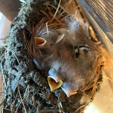 Swallow hatchlings!