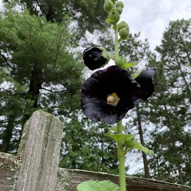 Black Hollyhocks (James's favorite)