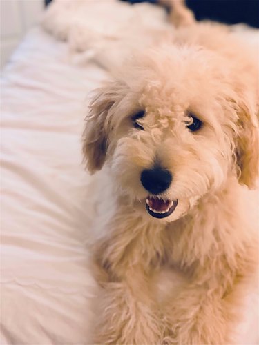 Bunker the not so mini goldendoodle!