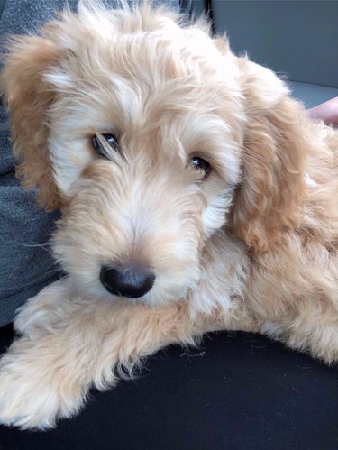 I mean he's just so much cuter than Nathan or I! #Bunker