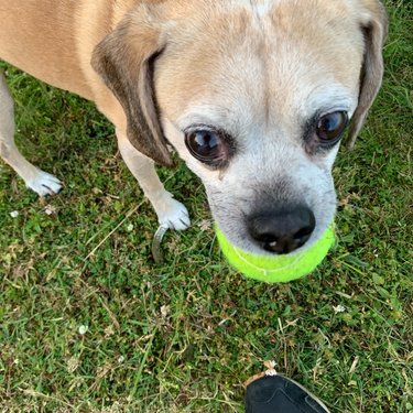 Sweet Herbert (with his tennis ball... his favorite)