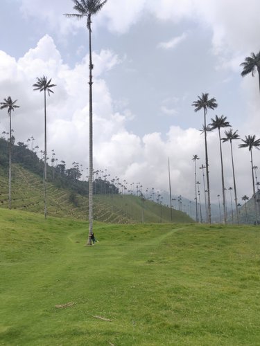 Ale tree hugging in Valle de Cocora, Salento