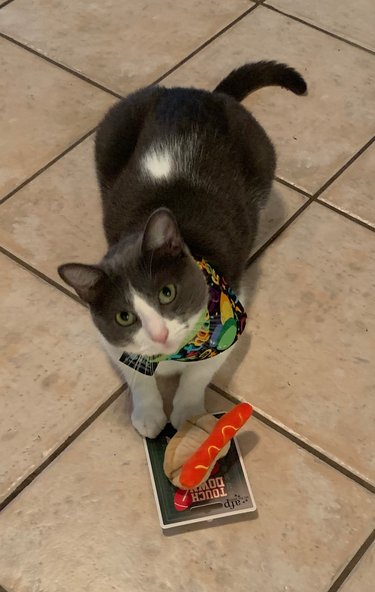 April 7, 2019 - Apollo's 3rd Birthday! Our lives wouldn't be the same without this little man.