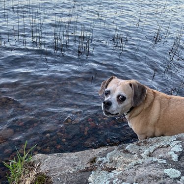May I go in the lake please