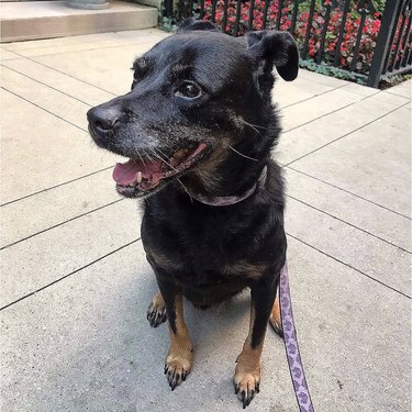 Halle Berry - the best dog ever. In loving memory xox.