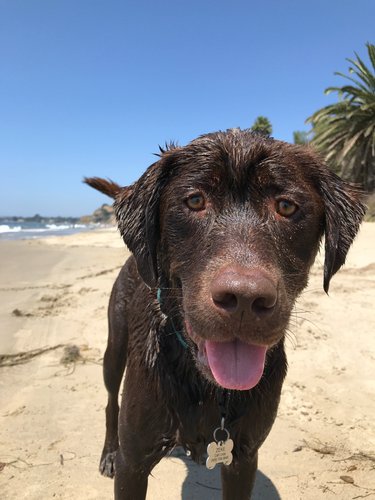 Zeke at Hammonds Beach